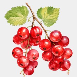 Red Currant Thumbnail