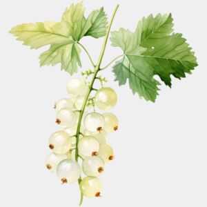 White Currant Thumbnail