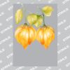 UltraColour A3 Heat Transfer	 Thumbnail